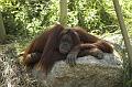zoo_97 [800x600]